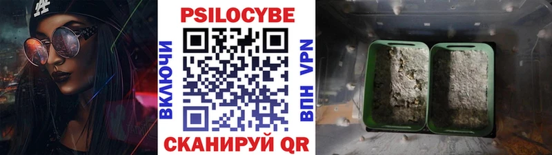 Галлюциногенные грибы Psilocybe  Курган 