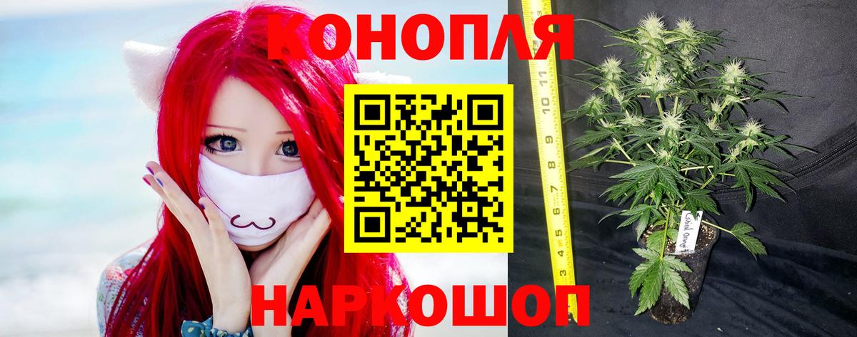 Курган  Канабис сатива  Вход с VPN  Бошки Шишки VHQ  Марихуана ГИДРОПОН 